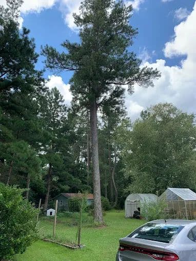 Better Tree Services Myrtle Beach SC - Photo 2