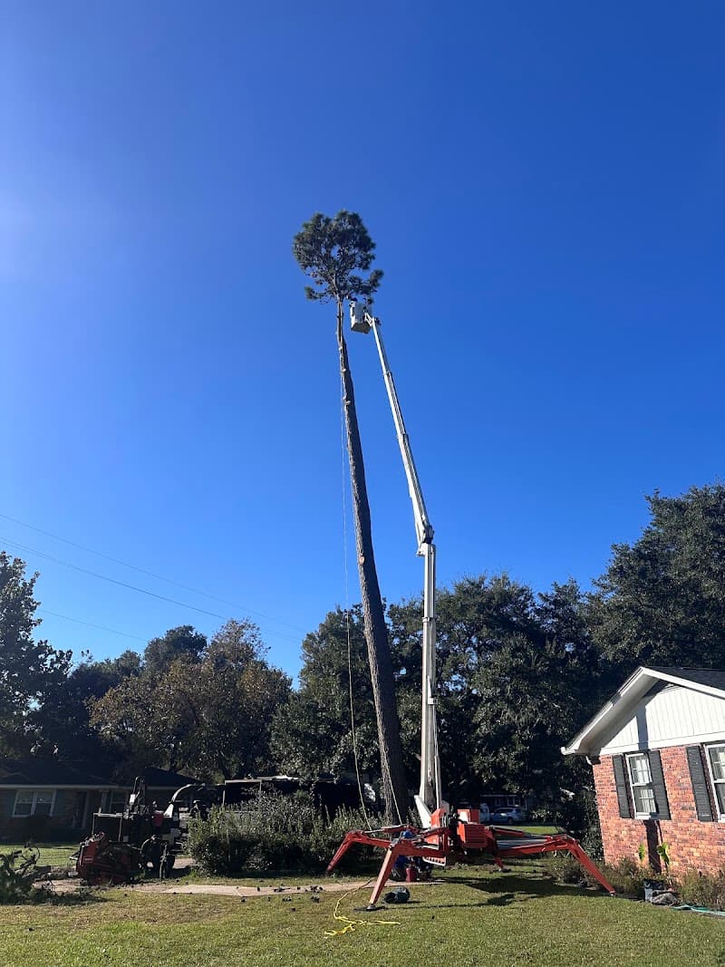 Canopy Tree Care Charleston SC - Photo 1