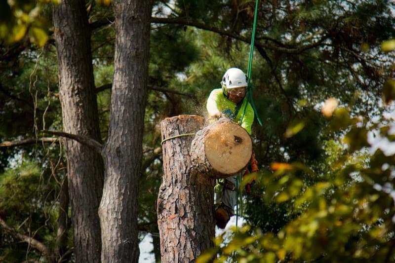 Canopy Tree Care Charleston SC - Photo 2
