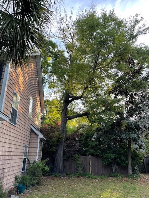 Charleston Tree Company LLC - Photo 2