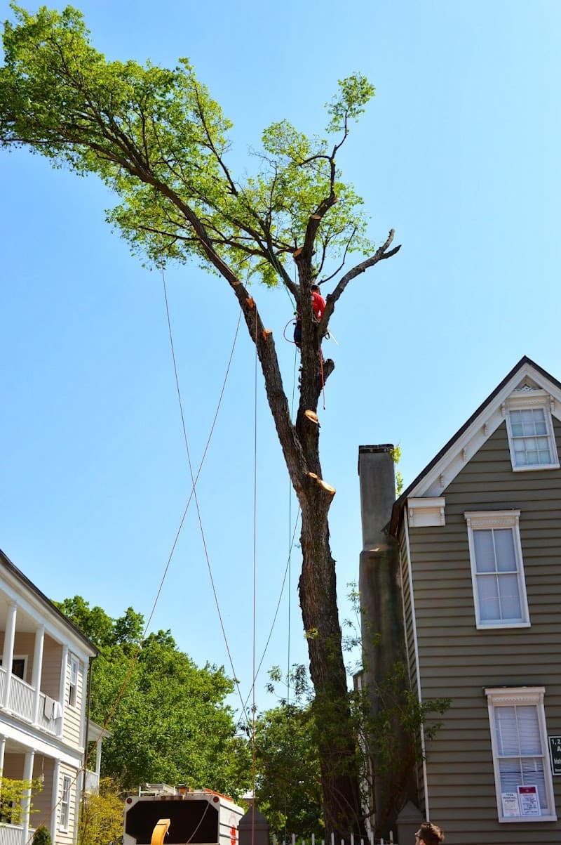 Charleston Tree Company LLC - Photo 3