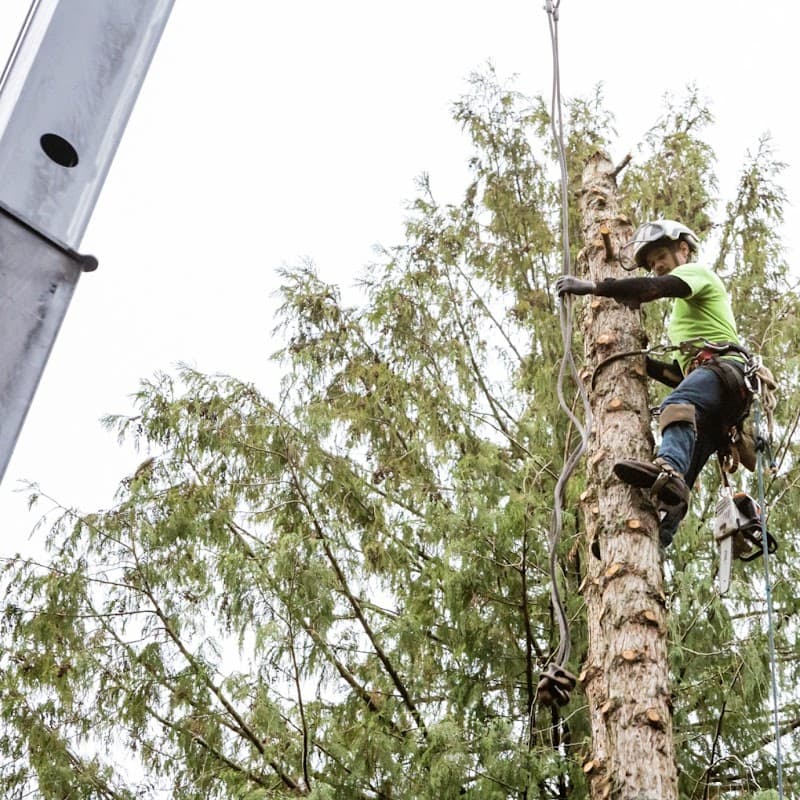 Elite Tree Removal of Columbia - Photo 1
